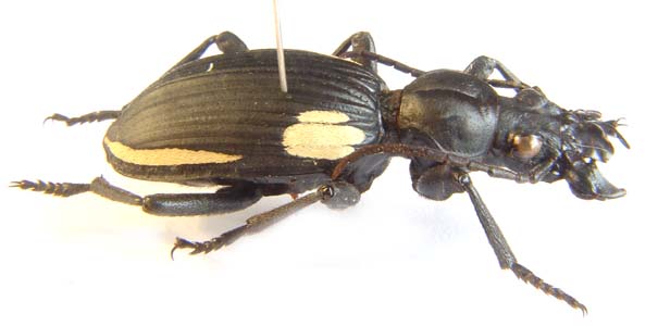 Anthia lomoplata ssp.